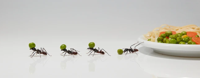 ants control 1