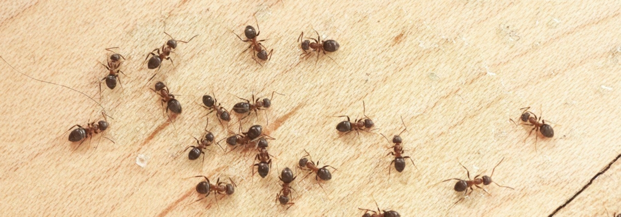 ants control