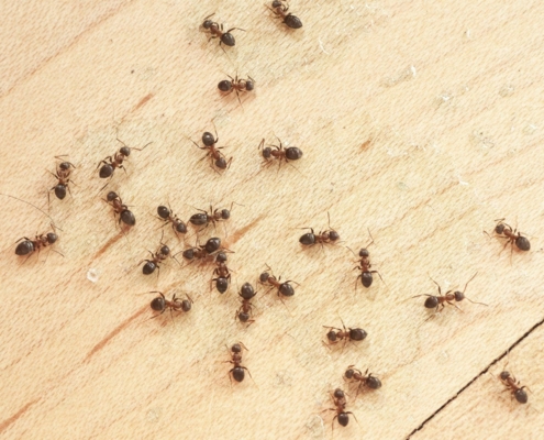 ants control