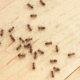 ants control