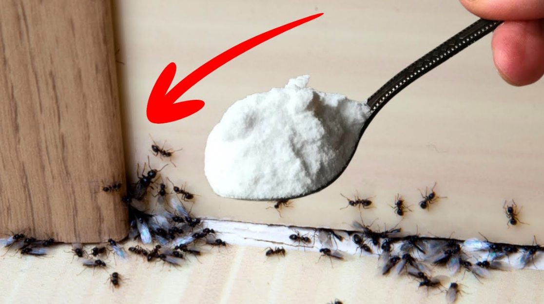 ants control