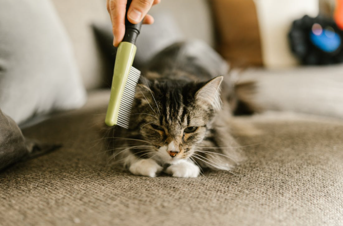 flea control  